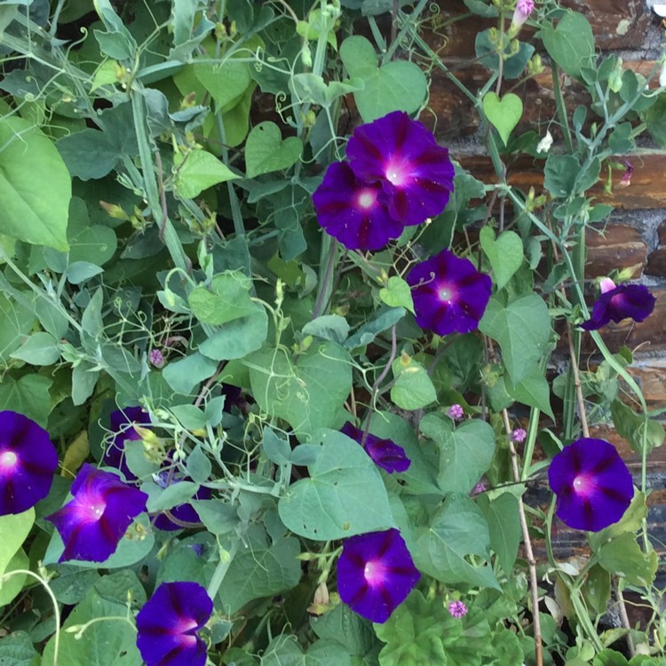 plant image 780769