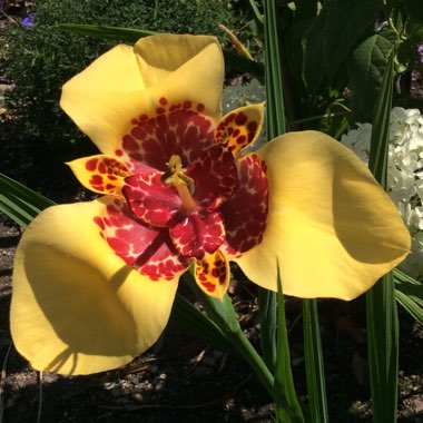 Tigridia pavonia 'Aurea'