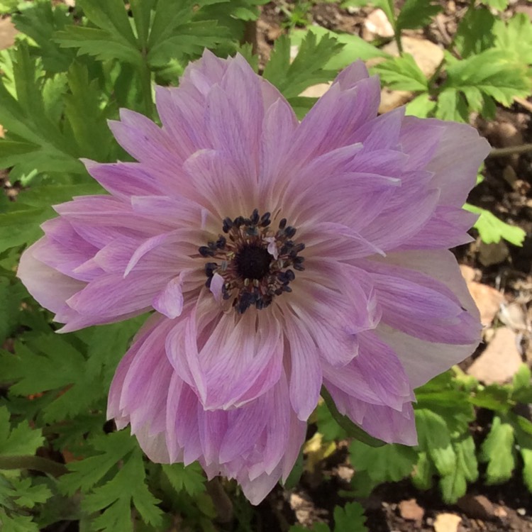 plant image 820966