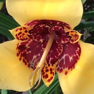 Tigridia pavonia 'Aurea'