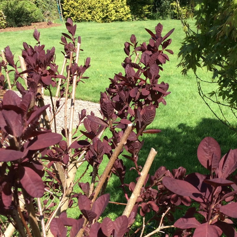 Cotinus