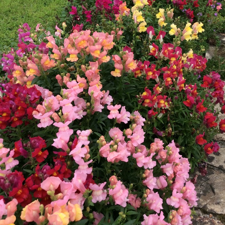 plant image 839045