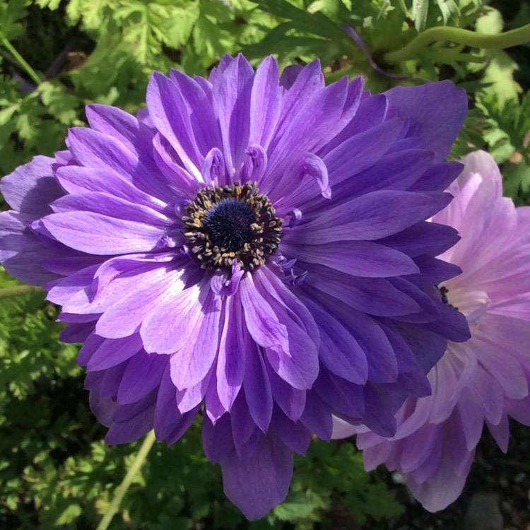 plant image 846958