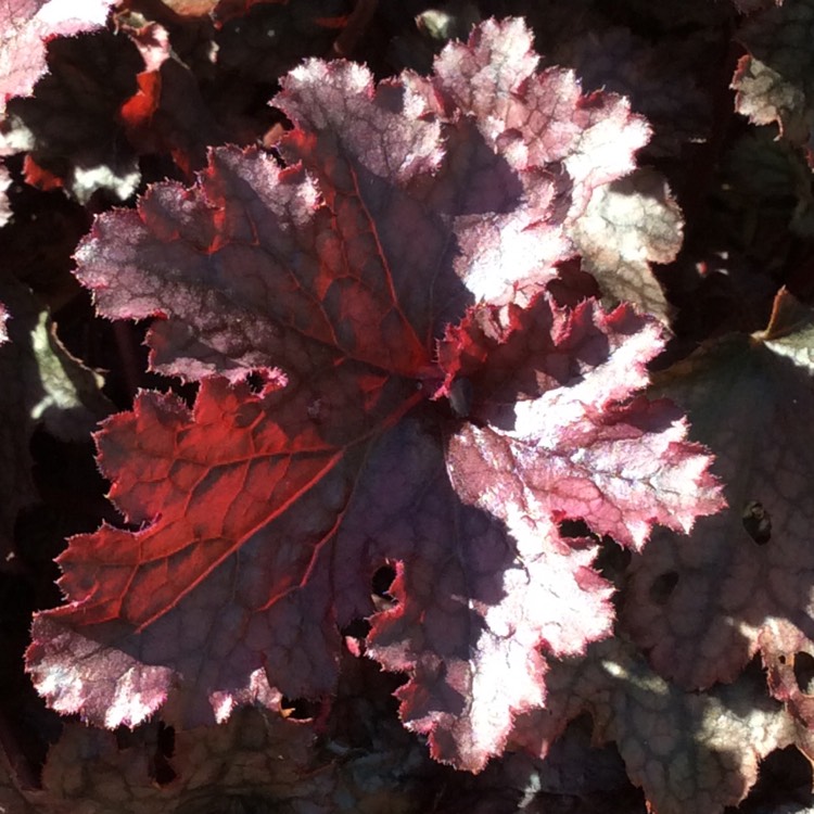 plant image 853386 plant image 853386