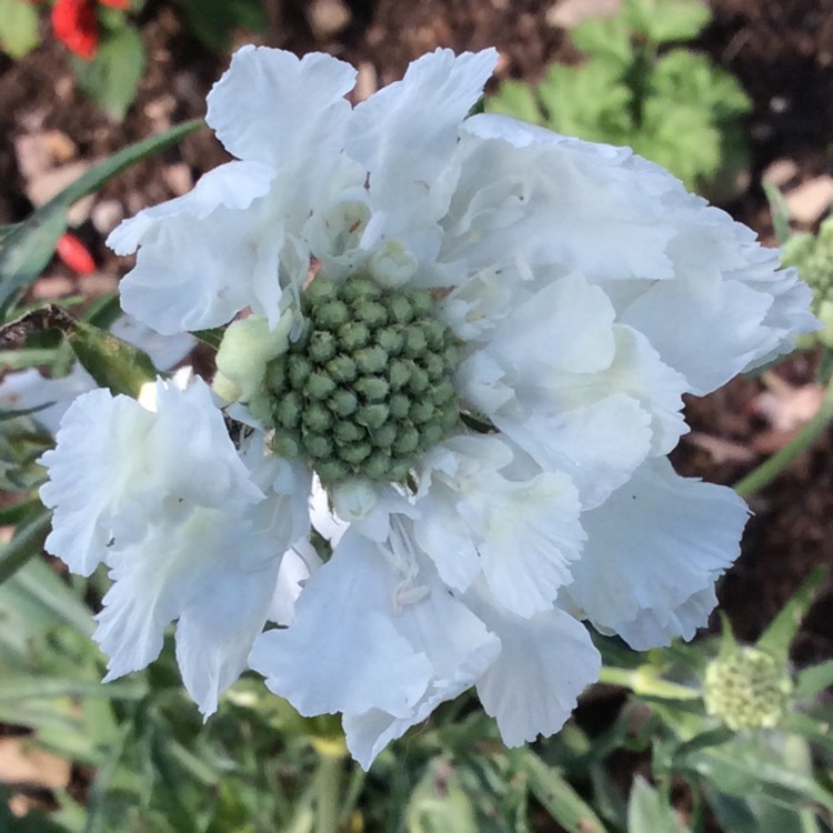 plant image 856379 plant image 856379