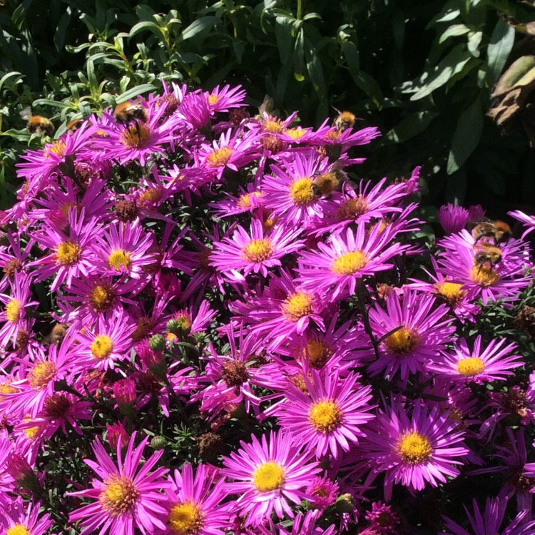 plant image 857061 plant image 857061