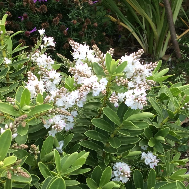 plant image 867066