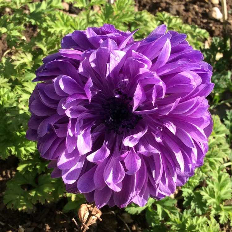 plant image 889568