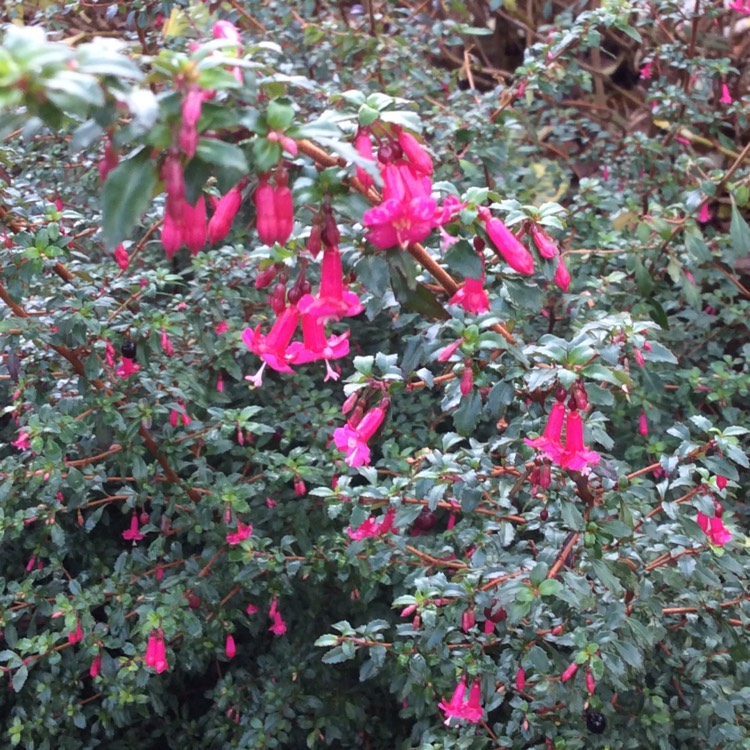 plant image 892730