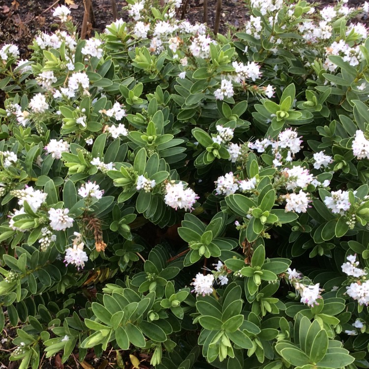plant image 898940