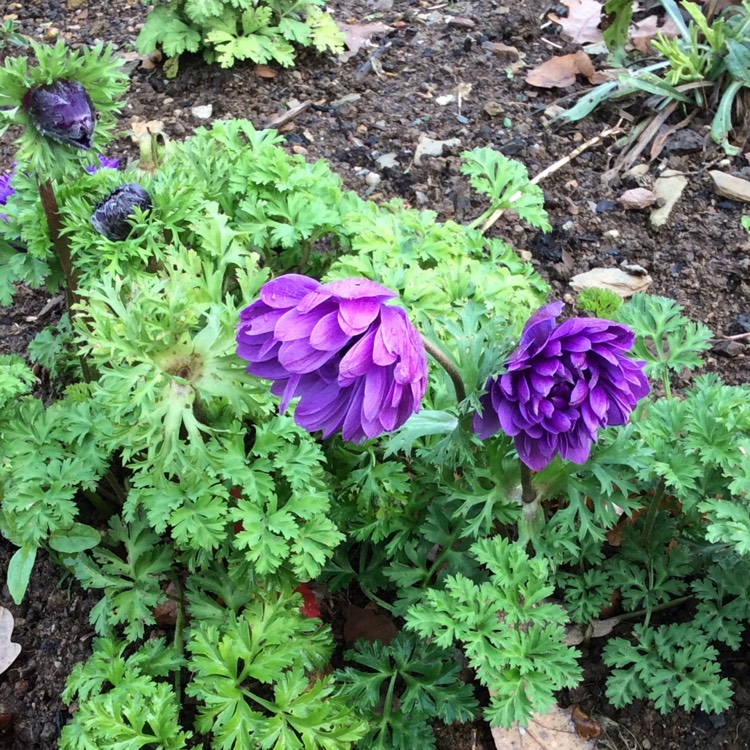 plant image 905270