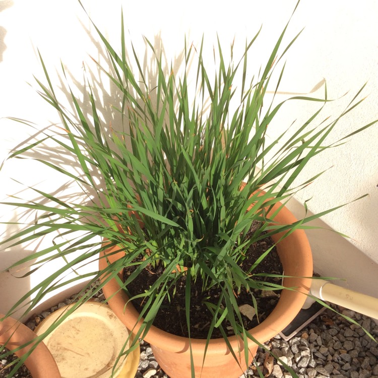 plant image 918616