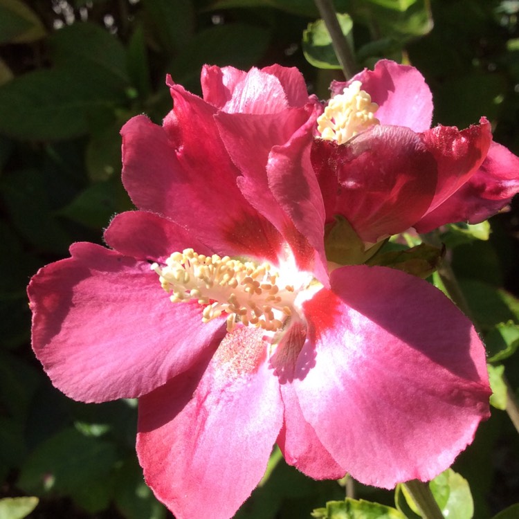 plant image 919476