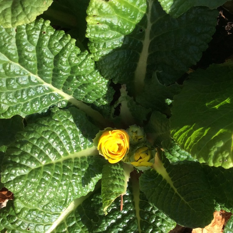plant image 923203