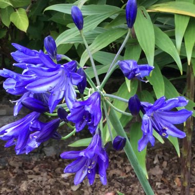 Agapanthus 'Northern Star'