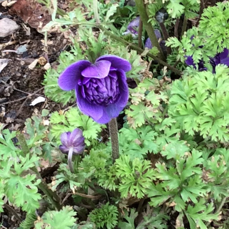 plant image 939166