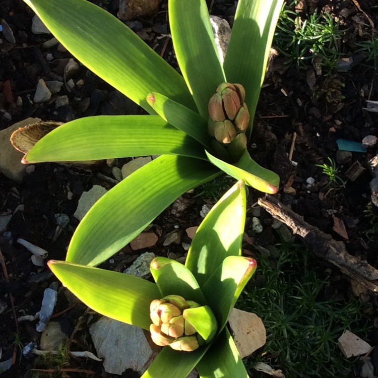 plant image 946421