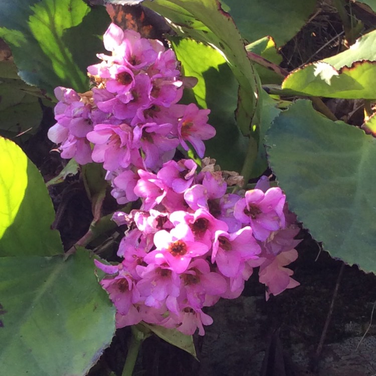 plant image 947402