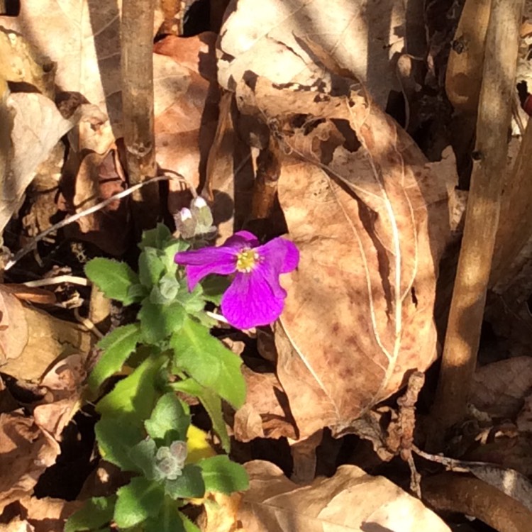 plant image 948021