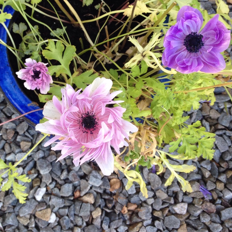 plant image 9498 plant image 9498