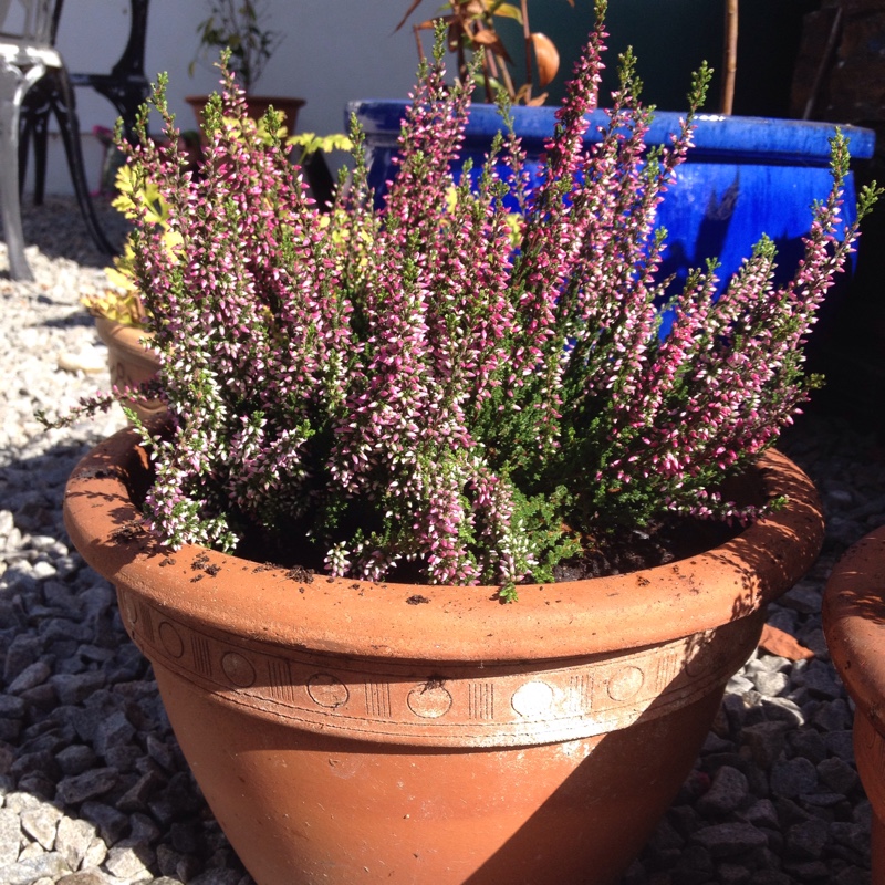 plant image 9546