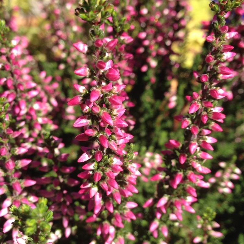 plant image 9547