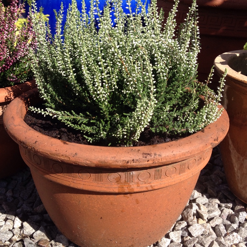 plant image 9549
