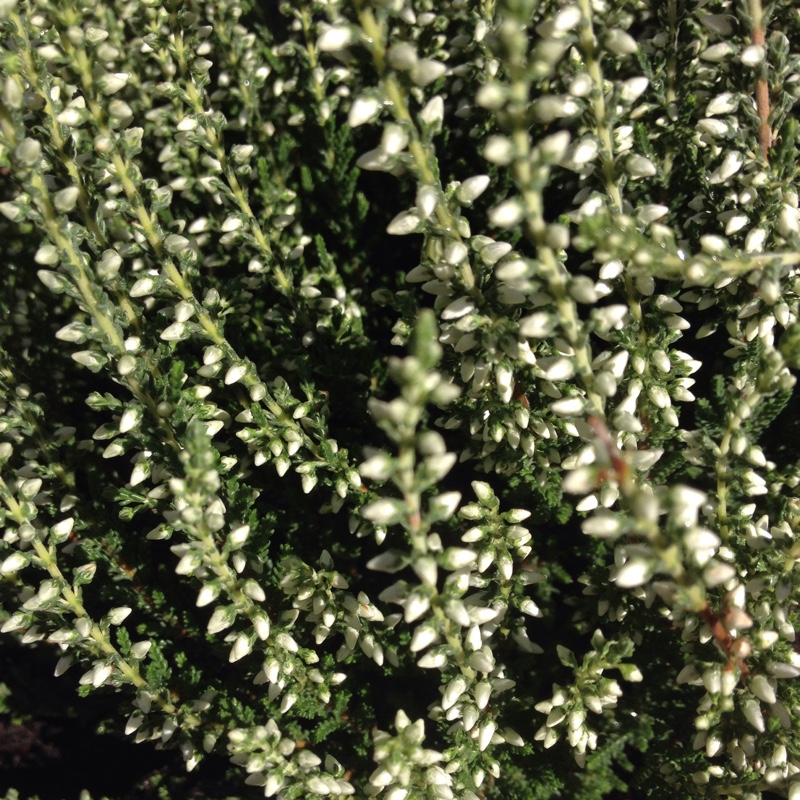 plant image 9550