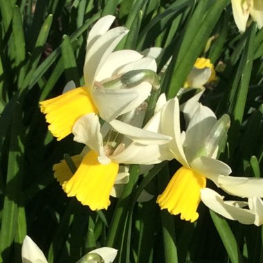 Narcissus
