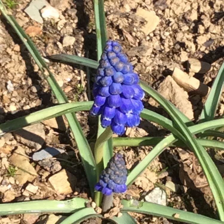 Plant image Muscari