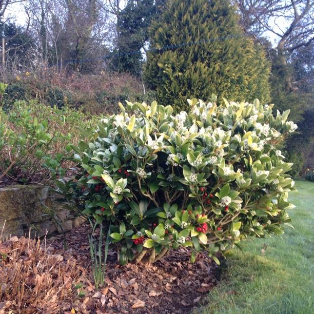 plant image 981