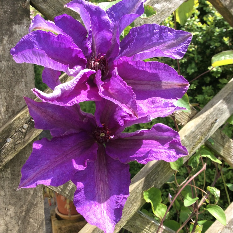 Plant image Clematis viticella 'The President'