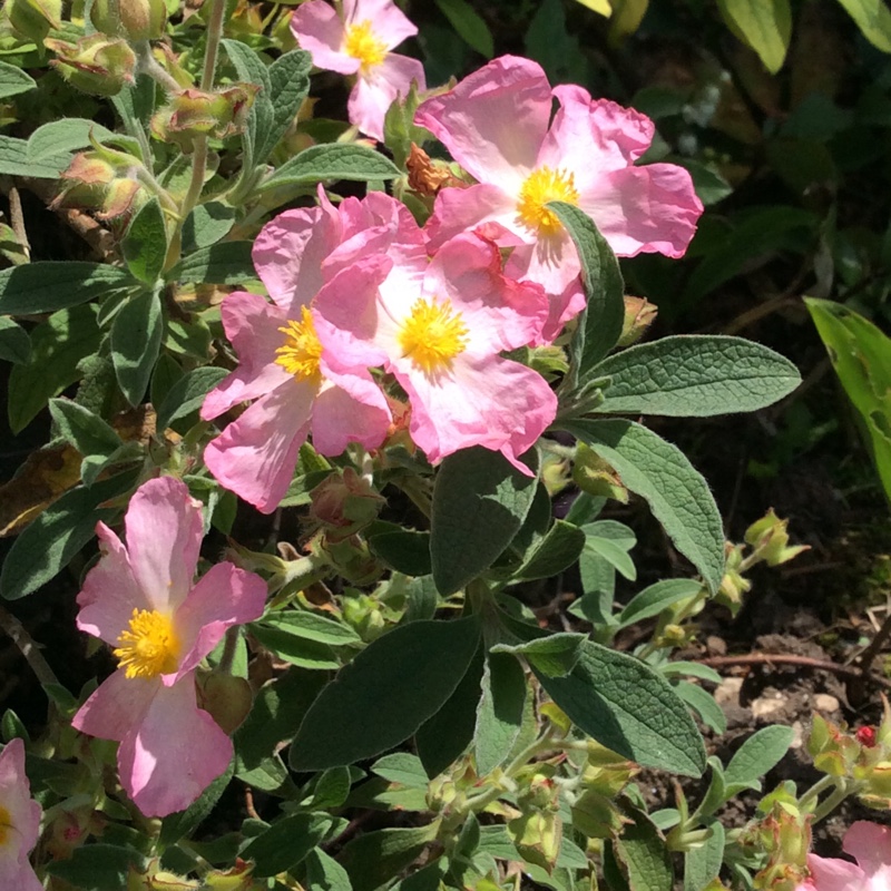 plant image 99189