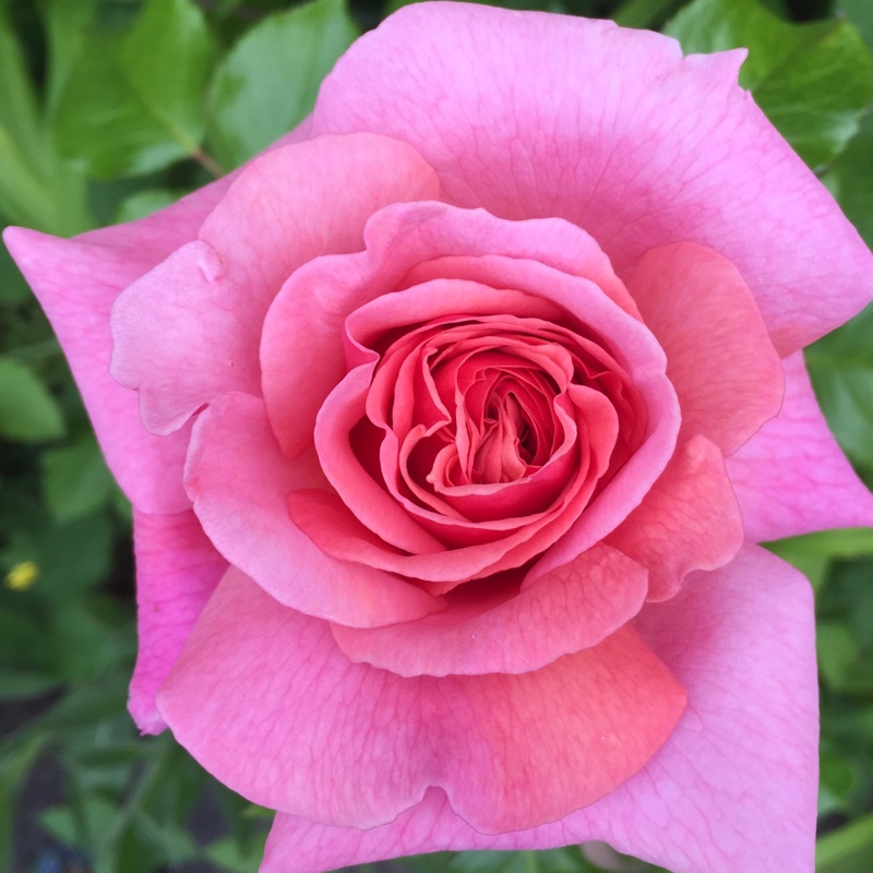 Plant image Rosa 'The Children's Rose'