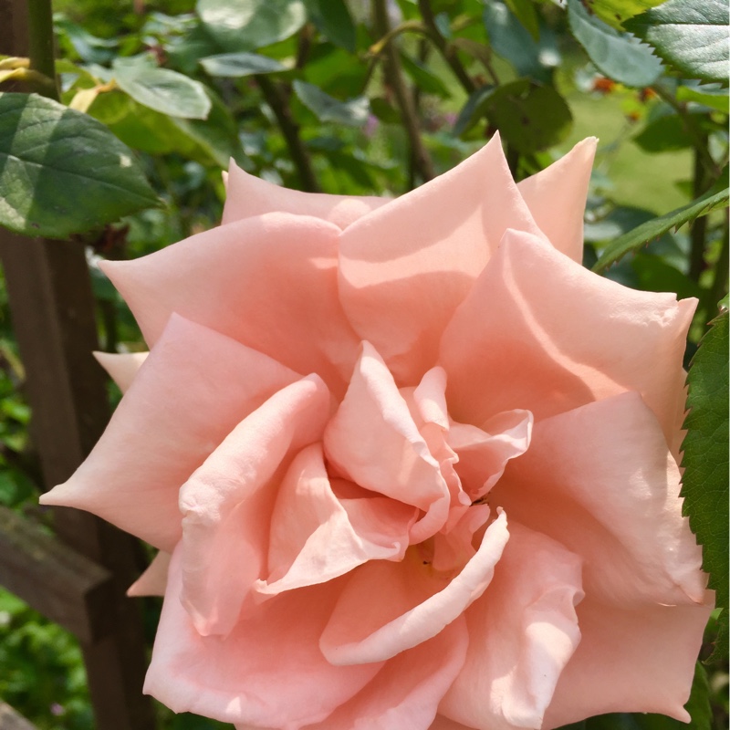 Rose 'The Children's Rose'