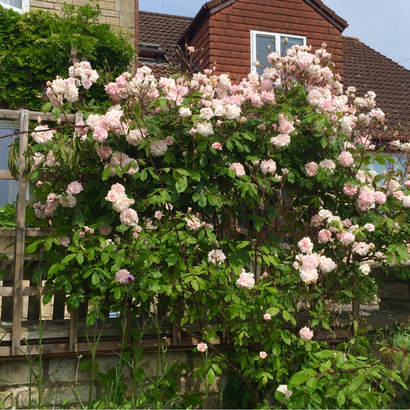 Rose 'The Children's Rose'
