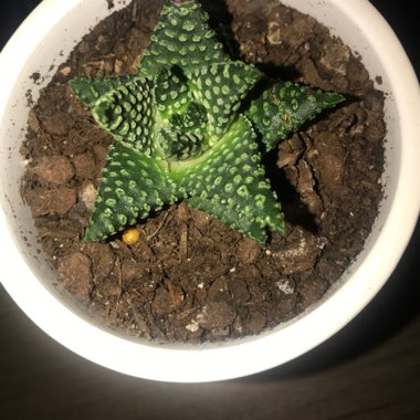 Haworthiopsis coarctata var. coarctata syn. Haworthia coarctata, Haworthia resendeana