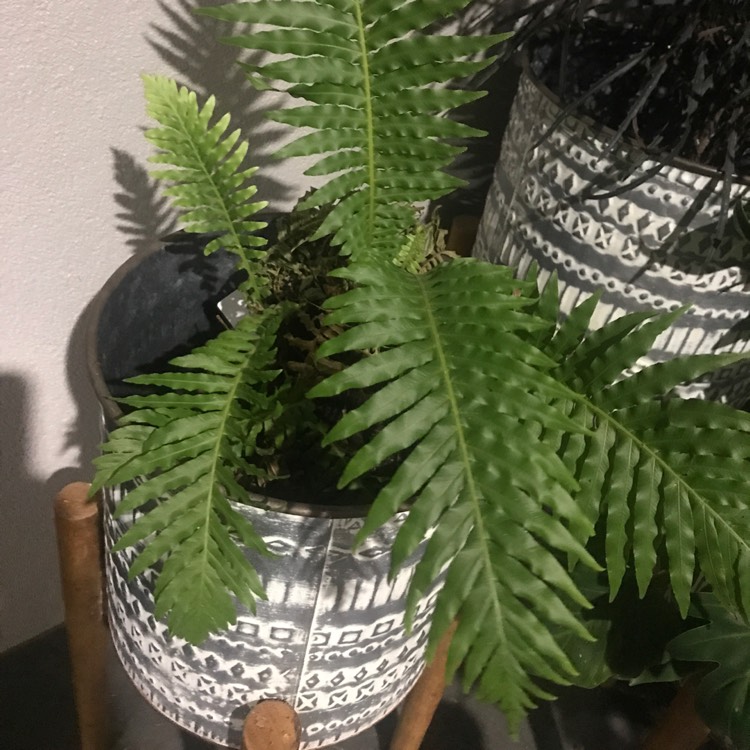 Plant image Blechnum Gibbum 'Silver Lady'