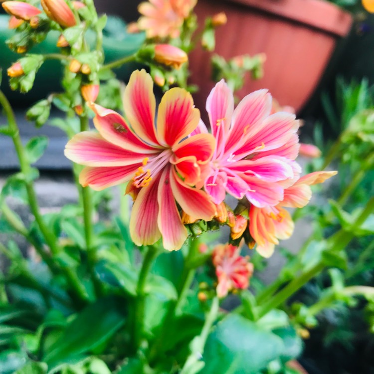 plant image 1023454