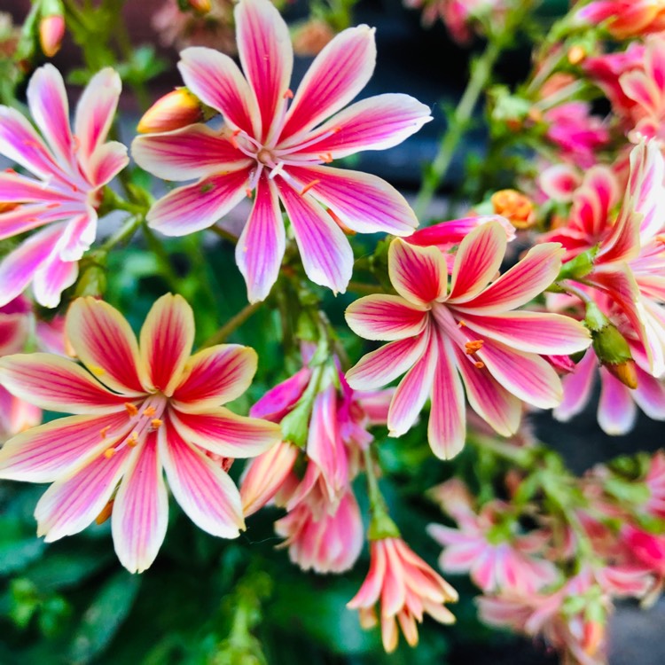 plant image 1044624