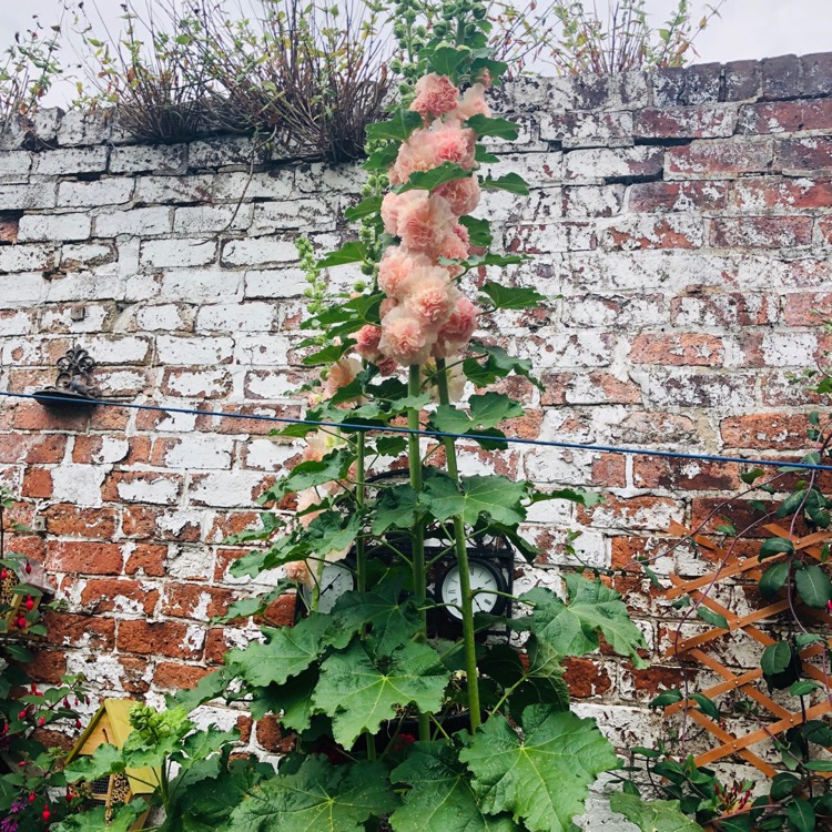 plant image 1125997