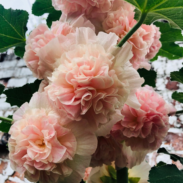plant image 1125998