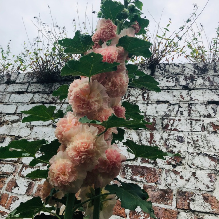 plant image 1125999