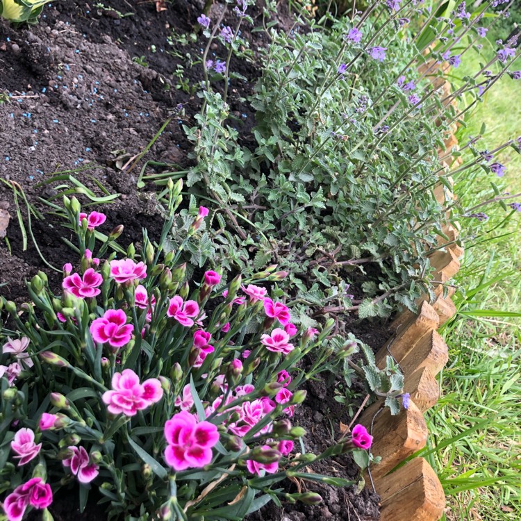 Plant image Dianthus 'Pink Kisses'