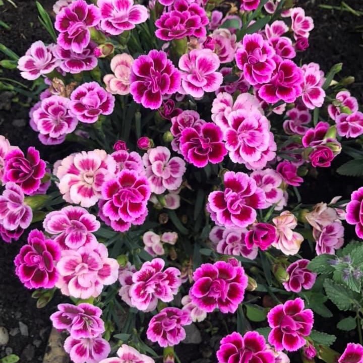 plant image 1330501