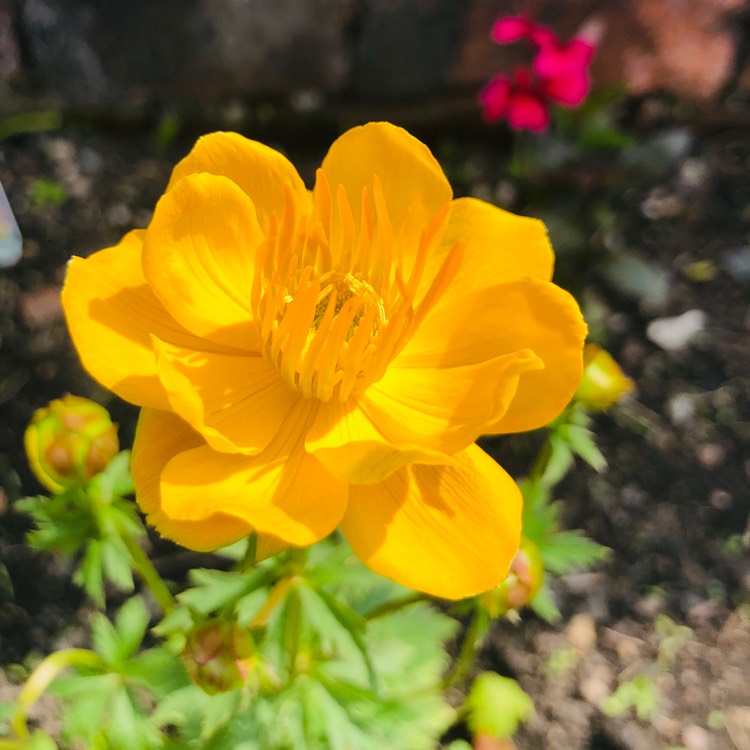 Plant image Trollius chinensis 'Golden Queen'