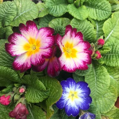 Primula 'Scentsation Raspberry Ripple'