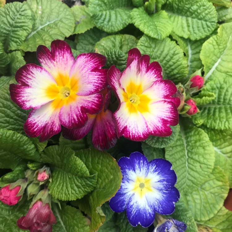 plant image 638848