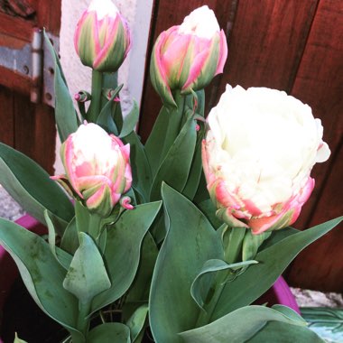 Tulipa 'Ice Cream'
