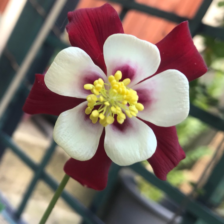 plant image 707611
